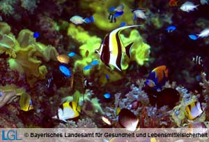 Meerwasserschaubecken im Fachhandel